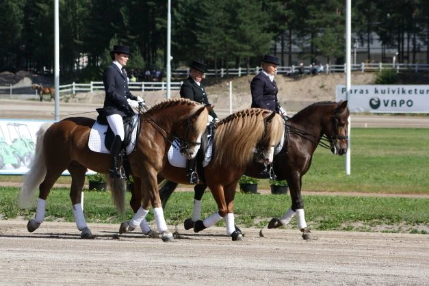 ngua finnhorse phan lan