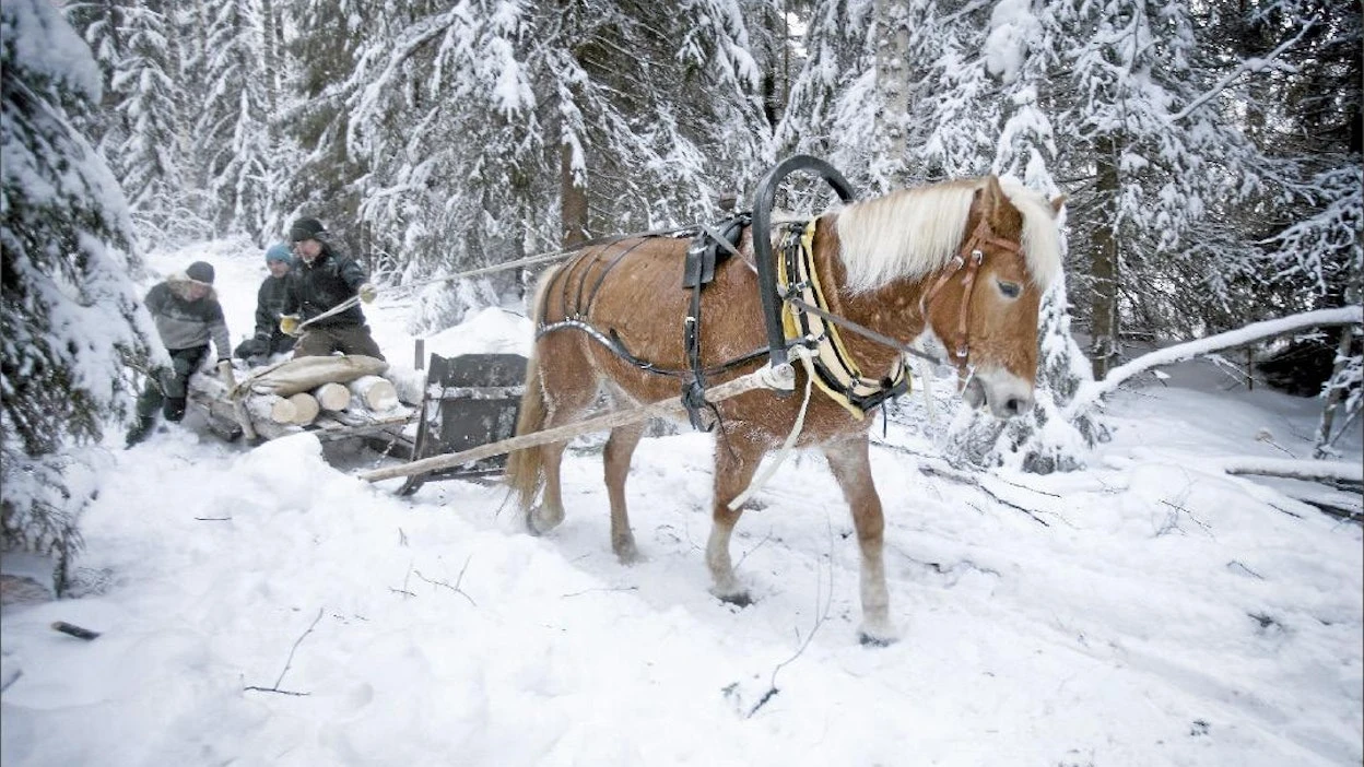 Từ kéo gỗ xuyên rừng sâu đến phục vụ trong quân đội, Finnhorse đã bền bỉ đồng hành cùng lịch sử hình thành và phát triển của quốc gia Bắc Âu này suốt hàng trăm năm.