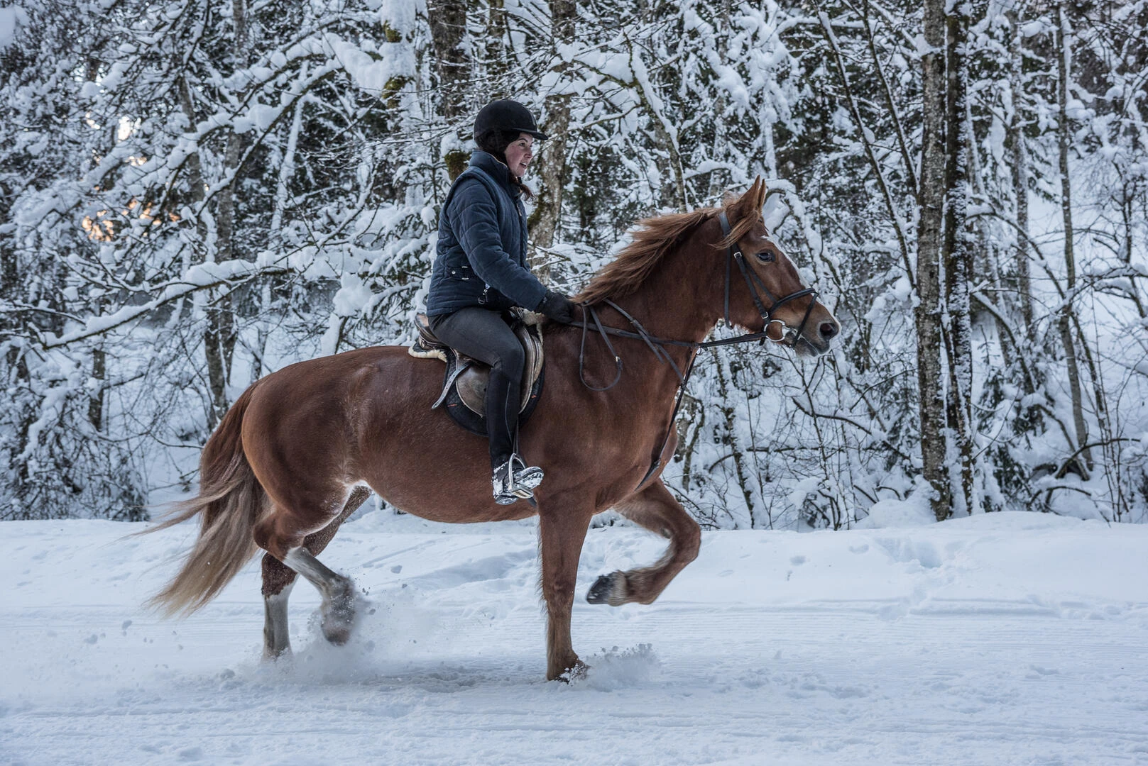 Finnhorse – giống ngựa quốc gia độc bản, biểu tượng cho sức mạnh và tinh thần Sisu bất khuất của người dân Phần Lan.